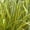 Yellow & Green, variant on Southern Living EverColor Everest Carex 'Sedge' Live Perennial Ornamental Grass in 2.5-Quart Grower Pot
