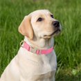 thumbnail image 5 of Minzimin 1Pack Soft Cotton Dog Collar Adjustable Corduroy Dog Collars for Small Medium Large Female Dogs(Pink,Small), 5 of 9