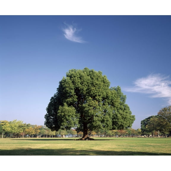 5 CAMPHOR TREE Laurel Cinnamomum Camphora Camphorwood White Flower Black Seeds