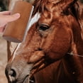 thumbnail image 4 of BESTYASH Brosse à Curry de Cheval Surface Dentelée Élimination des Débris Équestres 1ensemble, 4 of 6