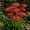 Red, variant on Spider Lily Flower Bulbs, Easy Planting for Yard Borders & Cut Bouquets