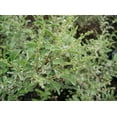 thumbnail image 2 of Ligustrum Sinense Variegated  3 Extra Large 3 Gallon Plants  Ligustrum sinense 'Variegata'  Stunning Foliage for Landscaping  Decorative Outdoor Shrub  Enhance Your Garden Aesthetics, 2 of 7