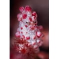 thumbnail image 2 of Peneau, Cedric 11x14 White Modern Wood Framed Museum Art Print Titled - Pygmy Seahorse, 2 of 4
