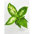 thumbnail image 4 of Bumble Plants Dieffenbachia Memoria Corsii 'Amy' - Full Live Colorful Houseplant in Nursery Pot, Easy Care, Indoor Plant for Beginners, 4 of 4