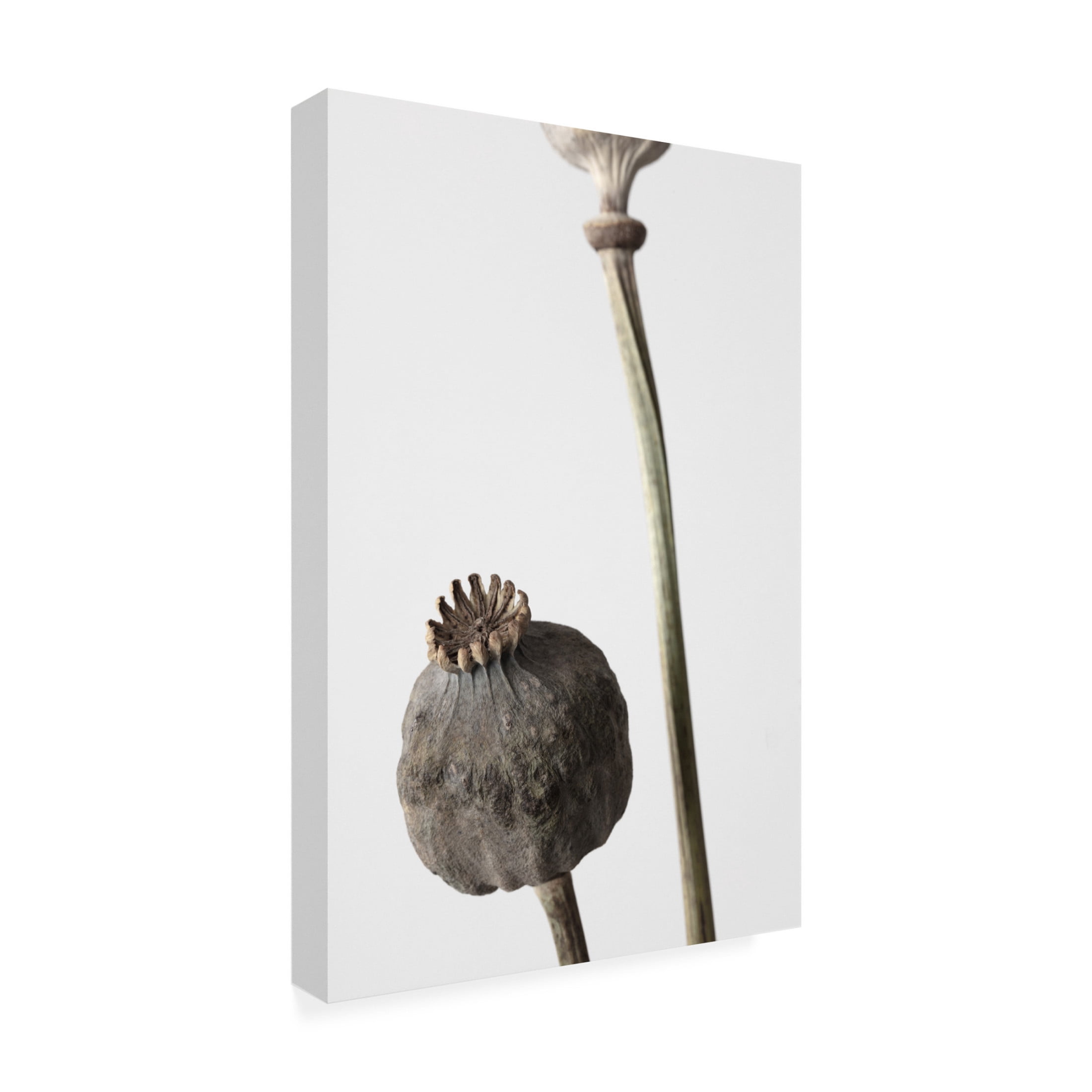 Trademark Fine Art Pictufy Studio Dried Canvas Wall Art