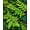 Green, Pattern 1, variant on ODIKA Golf Topographic Koi Landscape Pond Blade Motifs Layers Cartoon Stain Resistant Flatwoven for Entryway, Kitchen, Mudroom