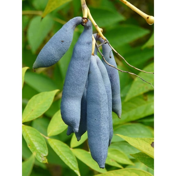15 Blue Bean Plant Seeds - Exotic Blue Beans - Blue Sausage Fruit