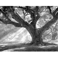 thumbnail image 2 of Guion, William 14x12 Black Ornate Wood Framed with Double Matting Museum Art Print Titled - Andrew Oak - Afternoon Light, 2 of 4