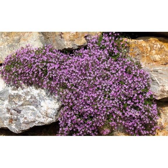 500 PINK ROCK SOAPWORT Saponaria Ocymoides Flower Seeds