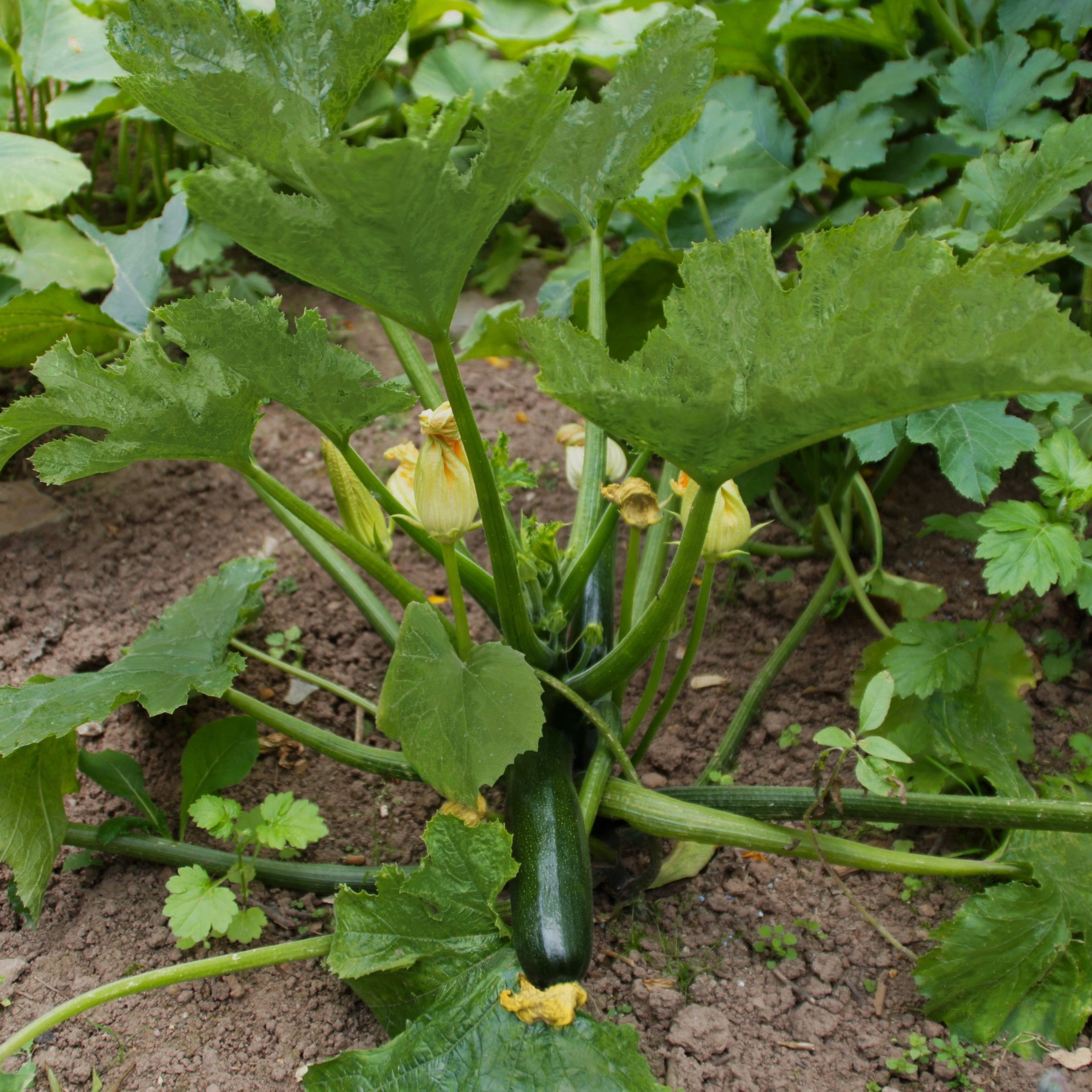 2.5 in. Live Vegetable Black Beauty Zuchinni Plant (3-Pack)