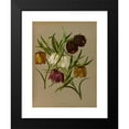 thumbnail image 2 of Arentine H. Arendsen 11x14 Black Modern Framed Museum Art Print Titled - Fritillaria Meleagris. (1872-1881), 2 of 5
