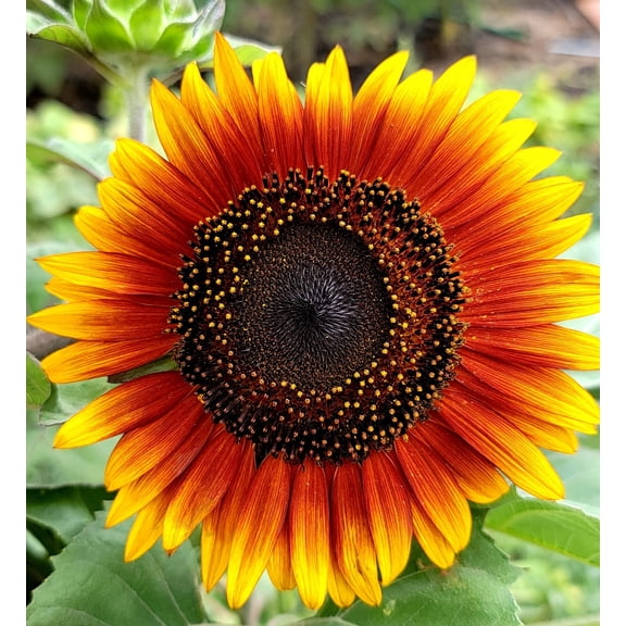 25 INDIAN BLANKET SUNFLOWER Helianthus Annuus Mixed Colors Flower Seeds