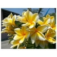 thumbnail image 3 of Yellow Hawaiian Live Plumeria Plant Cutting 10 inches, Full Sun, 3 of 9