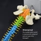 thumbnail image 3 of Soidarity Modelo anatómico de columna vertebral de 45cm con Pelvis, modelo de columna vertebral ligera para educación temprana, suministros de Ayudas para vestirse con gancho de botón, 3 of 6
