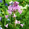 thumbnail image 3 of Easy to Grow Spanish Bluebells Pink 10 Plant Bulbs, Flowers Spring Zones 3-8, 3 of 6