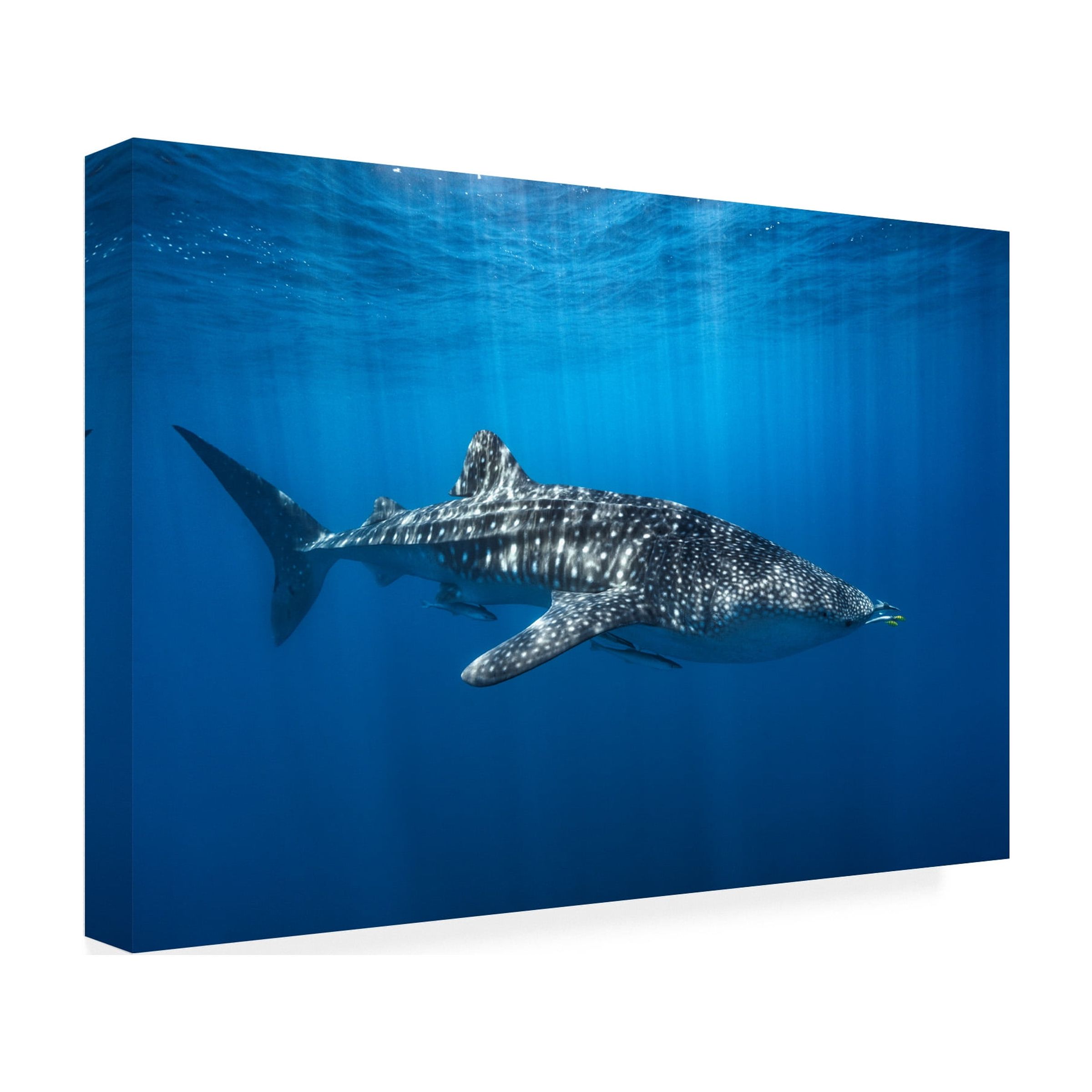 Barathieu Gabriel 'Whale Shark In The Blue' Canvas Art