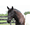 Havana, variant on Henri de Rivel Pro Piaffe Mono Crown Bridle with Flash Noseband with Patent Leather