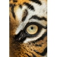 thumbnail image 2 of Larry Richardson 4x14 White Modern Wood Framed Wall Art Titled - The beautiful eyes of the Malayan tiger, 2 of 5