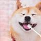 thumbnail image 5 of Cepillo de dientes de silicona suave de 360 grados para perros y gatos pequeños (2 unidades), 5 of 5
