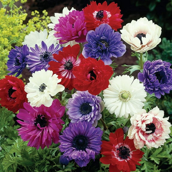 Van Zyverden Wind Flowers Anemones St. Brigid Mixed Set of 25 Bulbs Multicolor Partial Sun Deer Resistant 1 lb