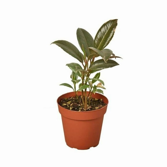 4-FICUS-TINEKE Tineke Ficus Elastica Plant in 4 in. Pot