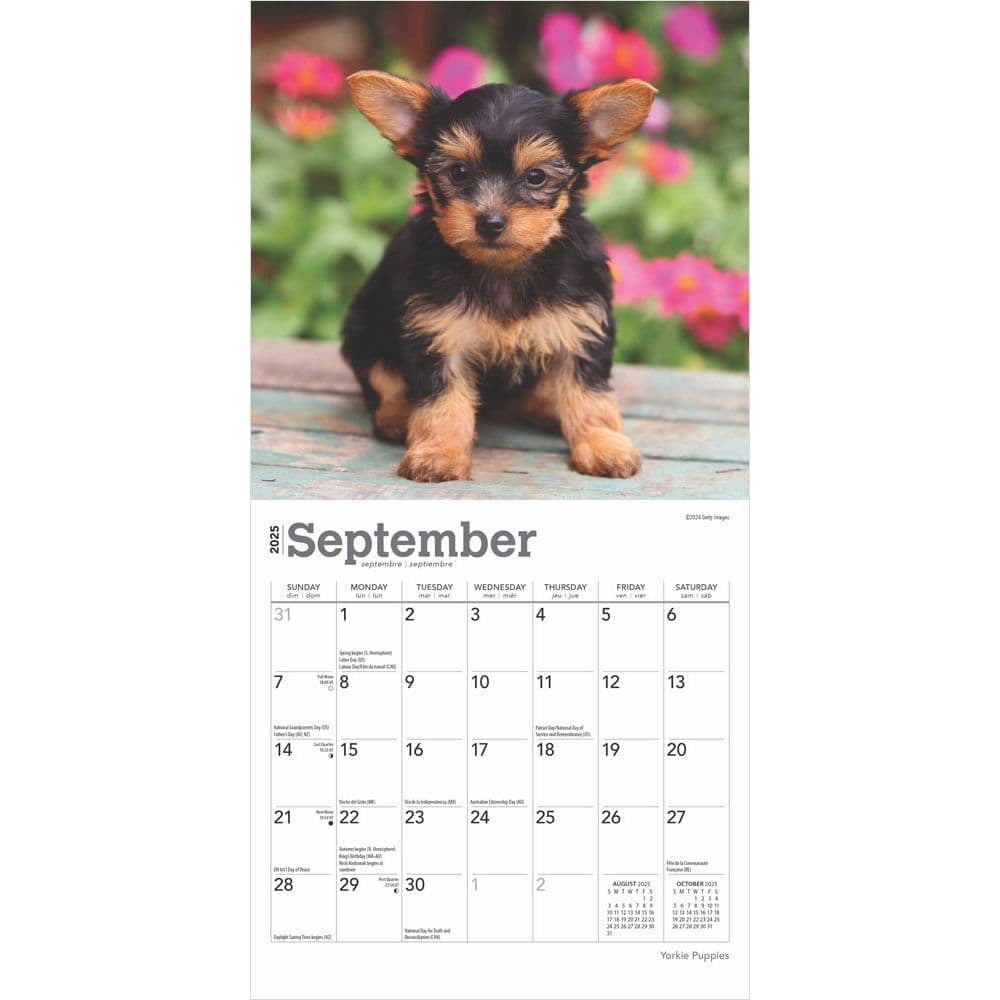 BrownTrout, Yorkshire Terrier Puppies 2025 Mini Wall