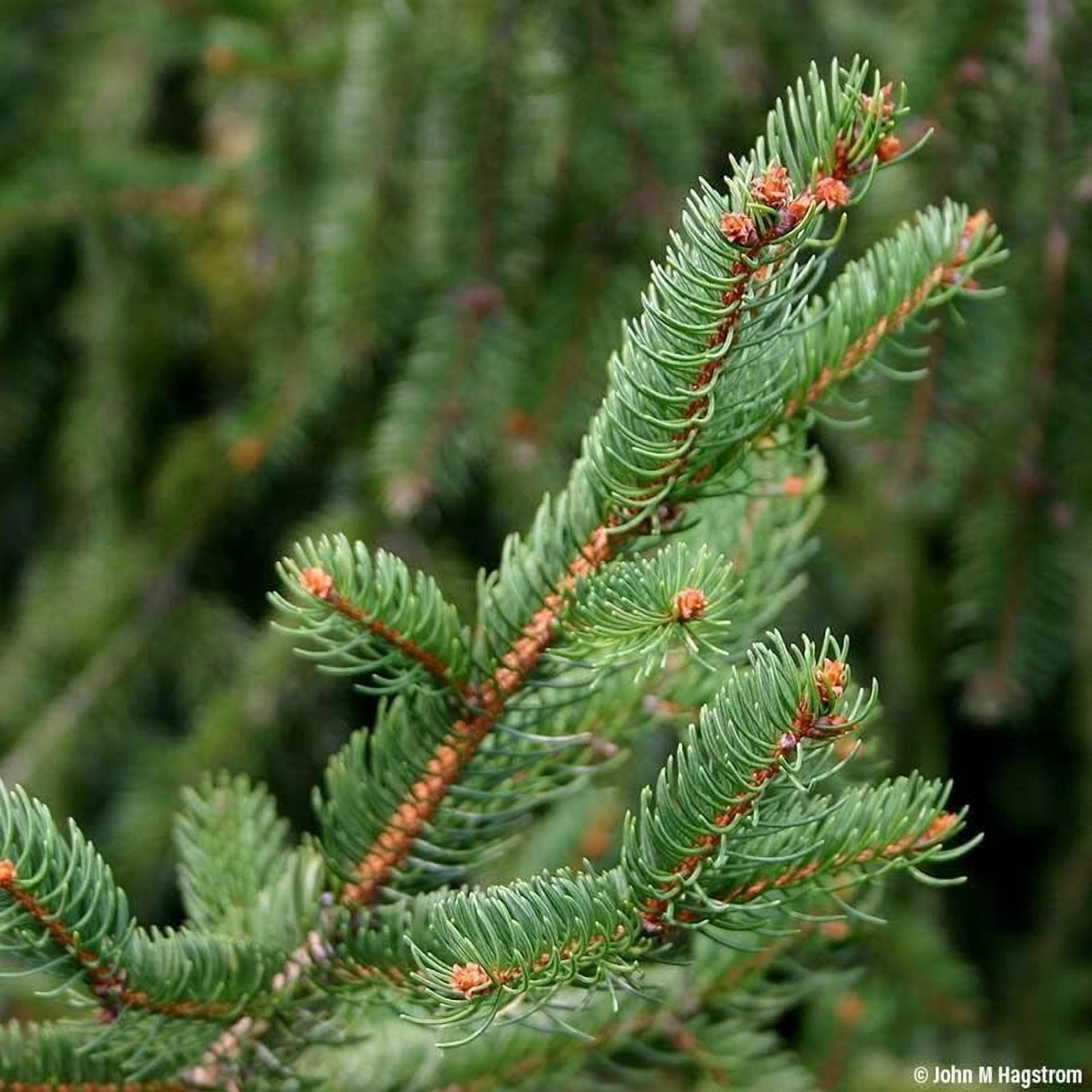 Norway Spruce Tree Seedlings for Planting - Beautiful Evergreen Tree Seeds - Picea Abies - No Ship to California (3 Seedlings)