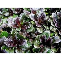 5 Black Scallop: Ajuga reptans - in 4 Inch Pots