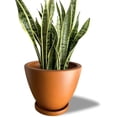 thumbnail image 3 of Maceta Ceramica de 25.4 cm con Drenaje y bandeja ocre Elly Decor ED-MCD01BK, 3 of 7