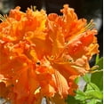 thumbnail image 3 of Gibraltar Azalea - Rhododendron 'Gibraltar', 3 of 5