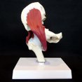 thumbnail image 1 of Human Hip Joint Model With Muscles For Teaching Anatomy Model, 1 of 4