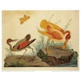 thumbnail image 2 of Raineri, Carlo, Vittorio 31x26 Black Ornate Wood Framed with Double Matting Museum Art Print Titled - Spoonbill and Fantasy Stork, 2 of 4