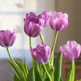 thumbnail image 5 of Spring Lavender Trophy Tulips, 10 Bulbs - Purple Flowers - Attracts Bees & Butterflies - Spring Blooming, Easy to Grow & Maintain, 5 of 6