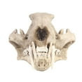 thumbnail image 1 of Cabeza de Resina Sunnimix Cráneo animal artificial de la resina, 1 of 8