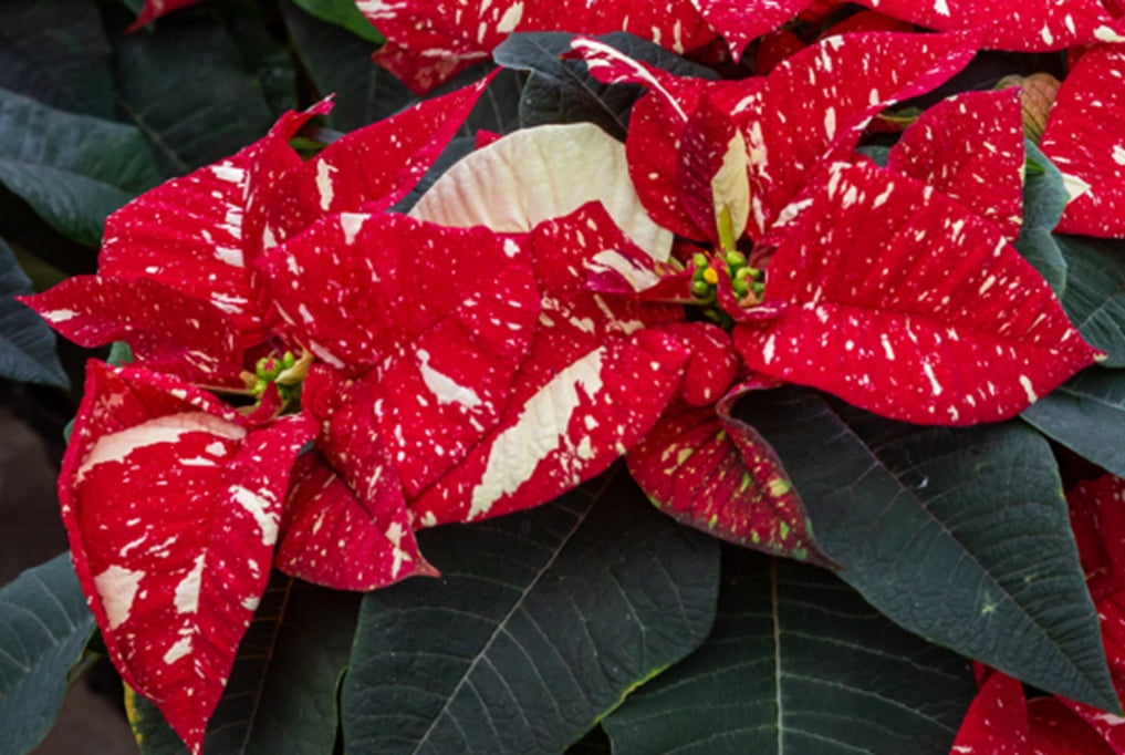 Better Homes & Gardens 1.25gal Red White Poinsettia Live Houseplant Plastic Decorative Planter