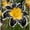 B, variant on Daylily Bulbs, Mixed Hemerocallis Bare Root Plants, Perennial Flower Roots for Garden Beds, Borders, Patio Containers