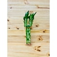 thumbnail image 2 of 8&rdquo; Lucky Bamboo Plants 5 Stem Arrangements, 2 of 6