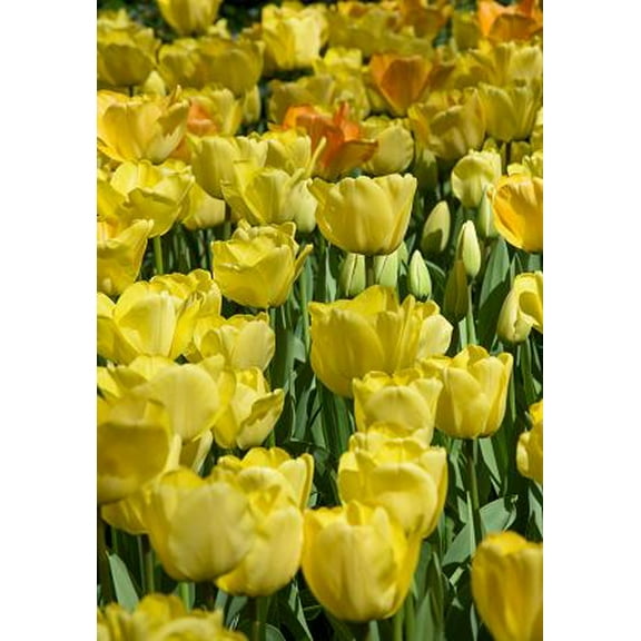 Daydream Darwin Tulip 5 Bulbs 12/  cm Bulbs - Fragrant