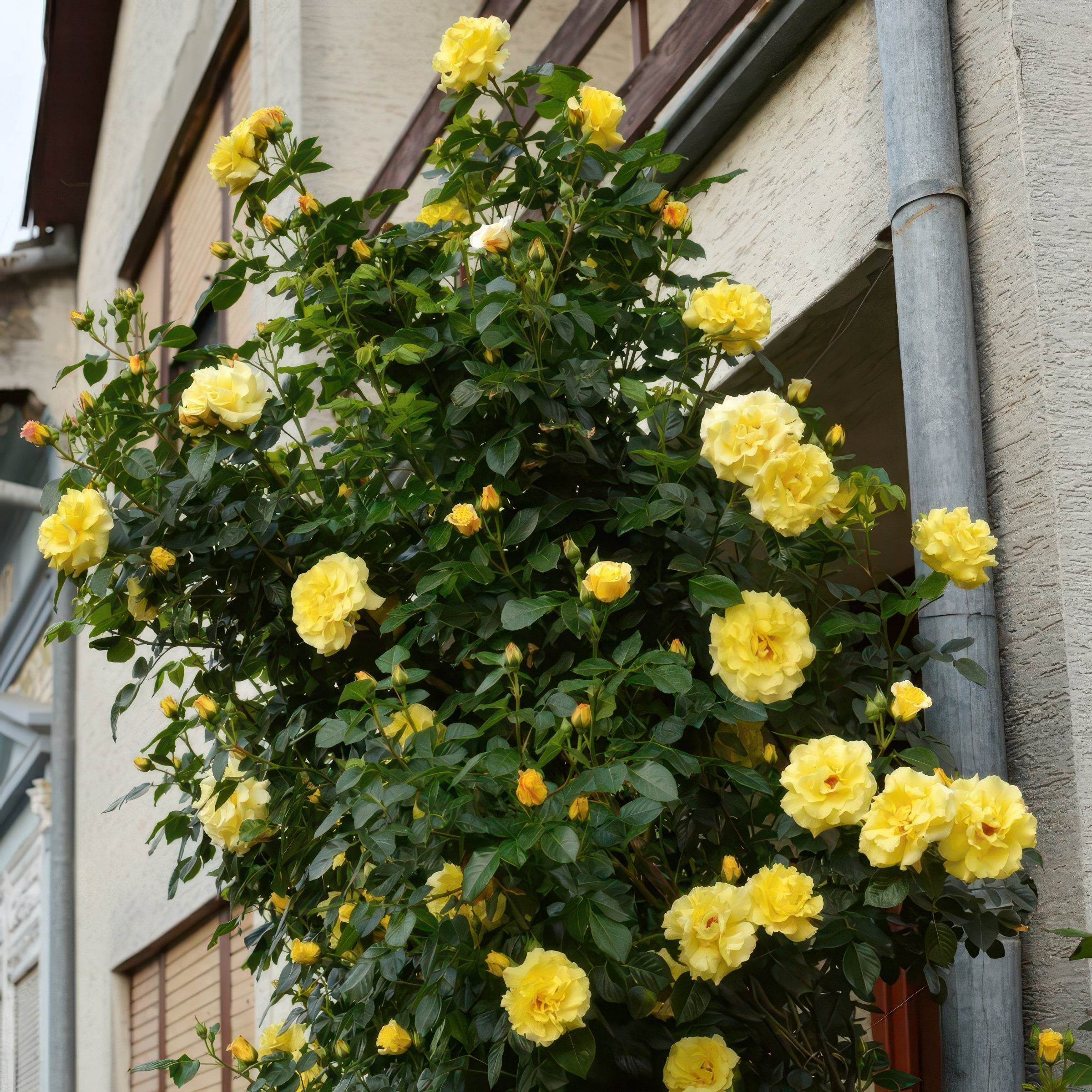 National Plant Network Bare Root Rose Royal Gold with Yellow Flowers (5-pack)
