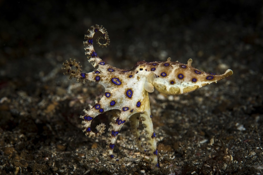 Blue ringed octopus hunting, Lembeh Strait, Indonesia Poster Print by Brook Peterson/Stocktrek