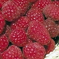 thumbnail image 4 of Heritage Red Raspberry Plant - 3.25" Pot, 4 of 4