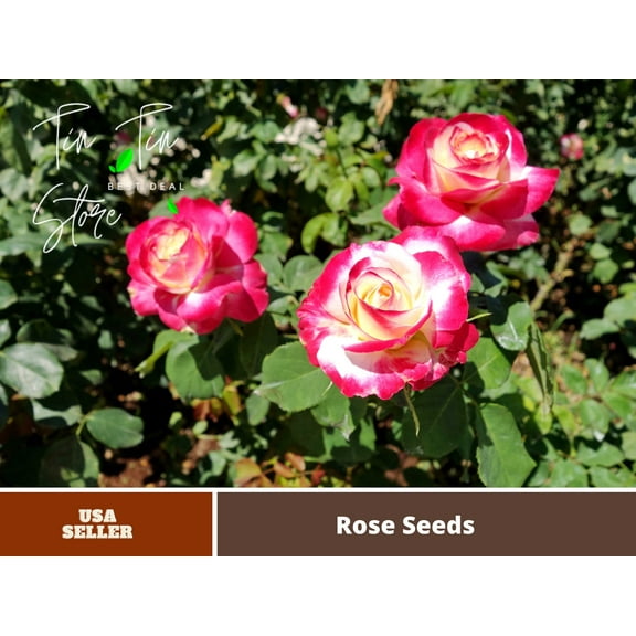 30 Seeds| Hybrid Tea - red - white - Double Delight Rose seeds#1406 |BUY 4 GET 1 FREE|