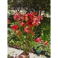 thumbnail image 4 of GSDWIUEW Butterfly Ranunculus Bulbs Buttercup Bare Roots for Planting Canada, Perennial Flower Ranunculus asiaticus, Double Ranunculus Bare Roots for Cut Flowers Garden Indoor Outdoor (30, Musa), 4 of 7