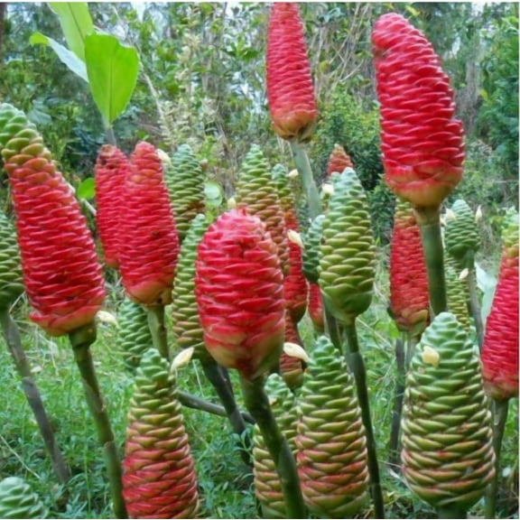 10 Awapuhi Shampoo Ginger Rhizomes for Plantings, Zingiber Zerumbet Pinecone Ginger Roots