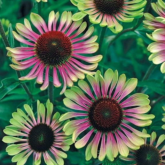 50 Green Twist Coneflower Seeds Echinacea Perennial Flowers Flower Seed 1177 USA