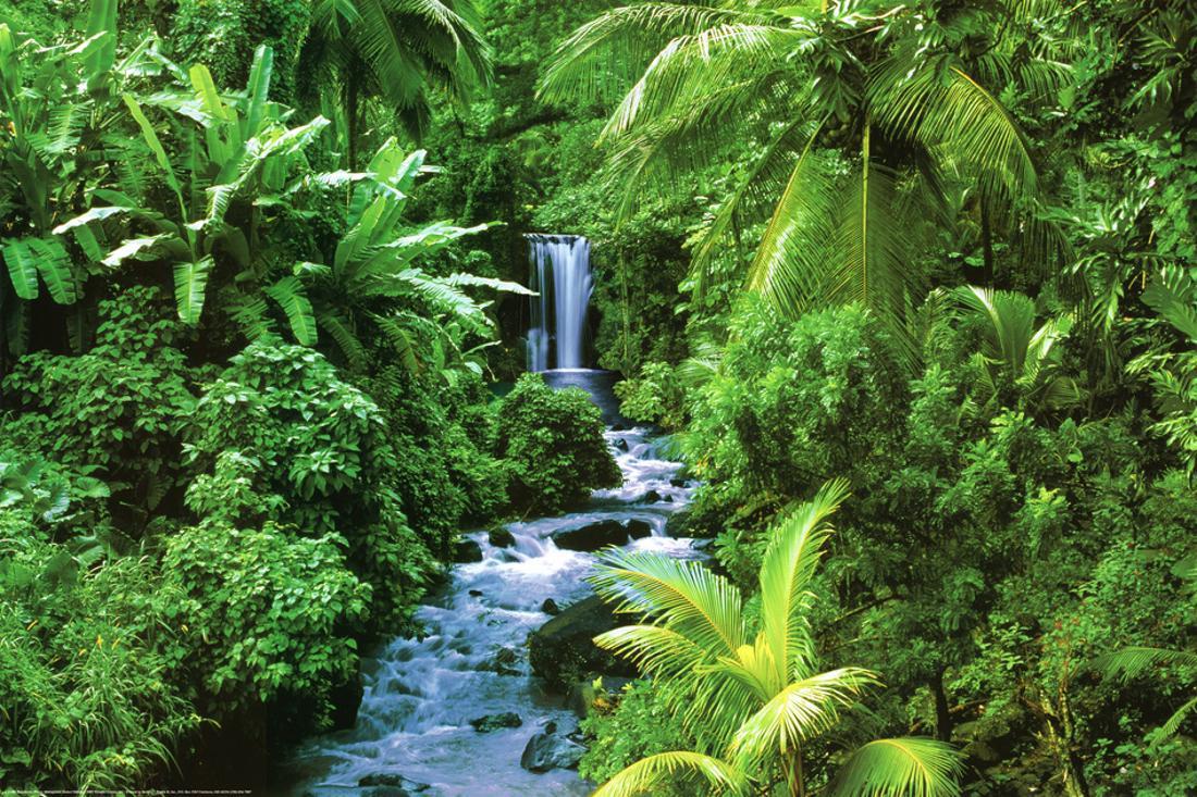 Rainforest Waterfall Art Poster Print Poster 36x24 Walmart
