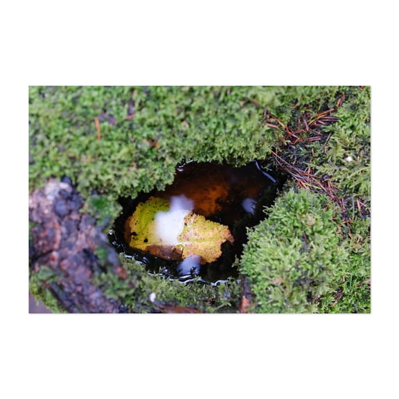 Untitled - Portland Oregon Photography Nature Woodland Forest Autumn Botanical Wilderness Unframed Wall Art Print 4 x 6 inches