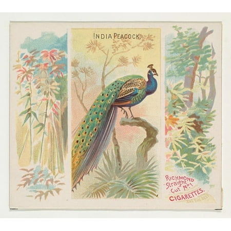 India Peacock from Birds of the Tropics series (N38) for Allen & Ginter Cigarettes Poster Print (18 x (The Best Cigarette In India)