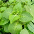 thumbnail image 2 of Set 2 Cuban Oregano Live Plant 4 to 5 Inch, Fragrant Cuban Oregano Seedling for Planting, Herb Plants Indoor Outdoor, 2 of 5