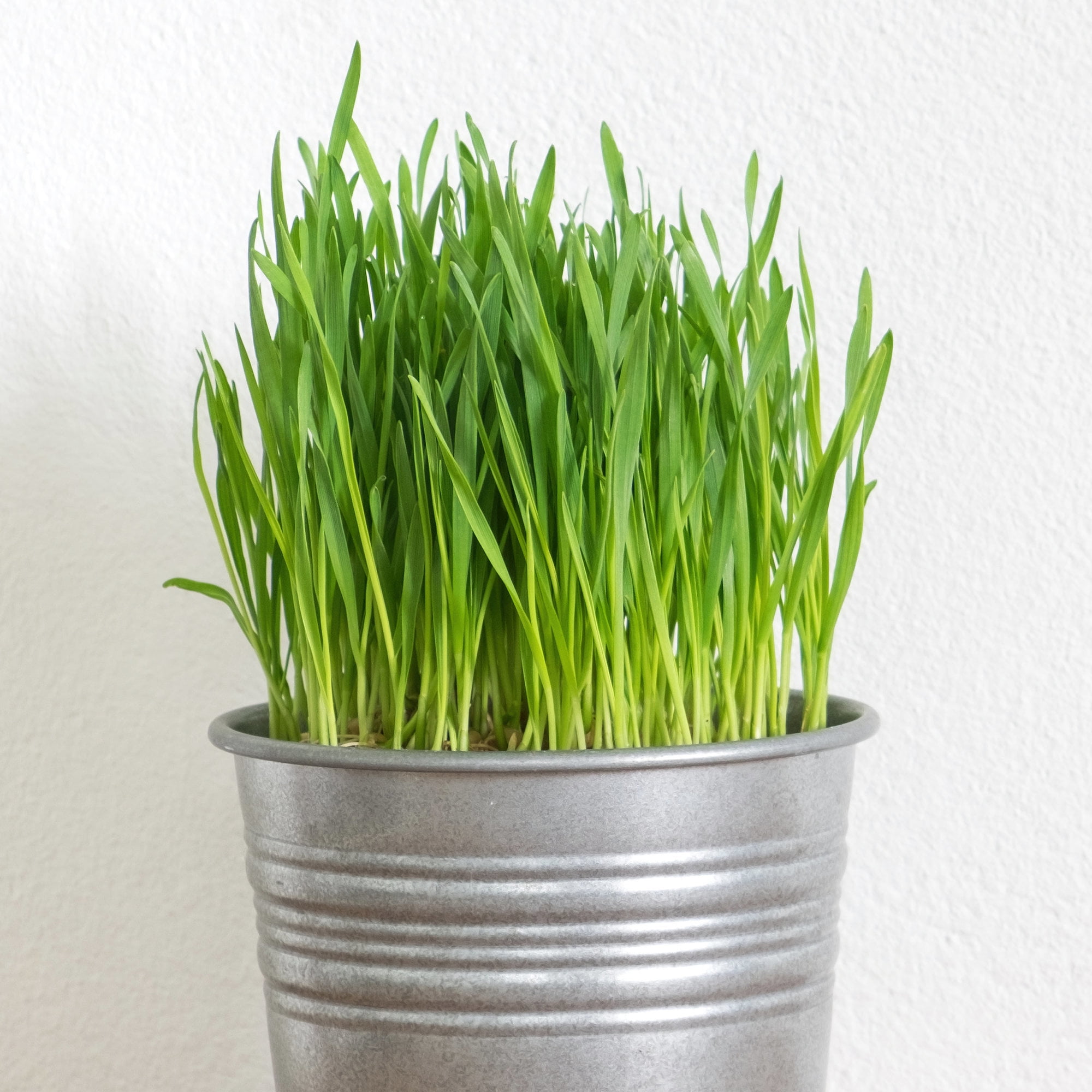 Bonnie Plants Pet Grass 19.3 oz. 2-Pack